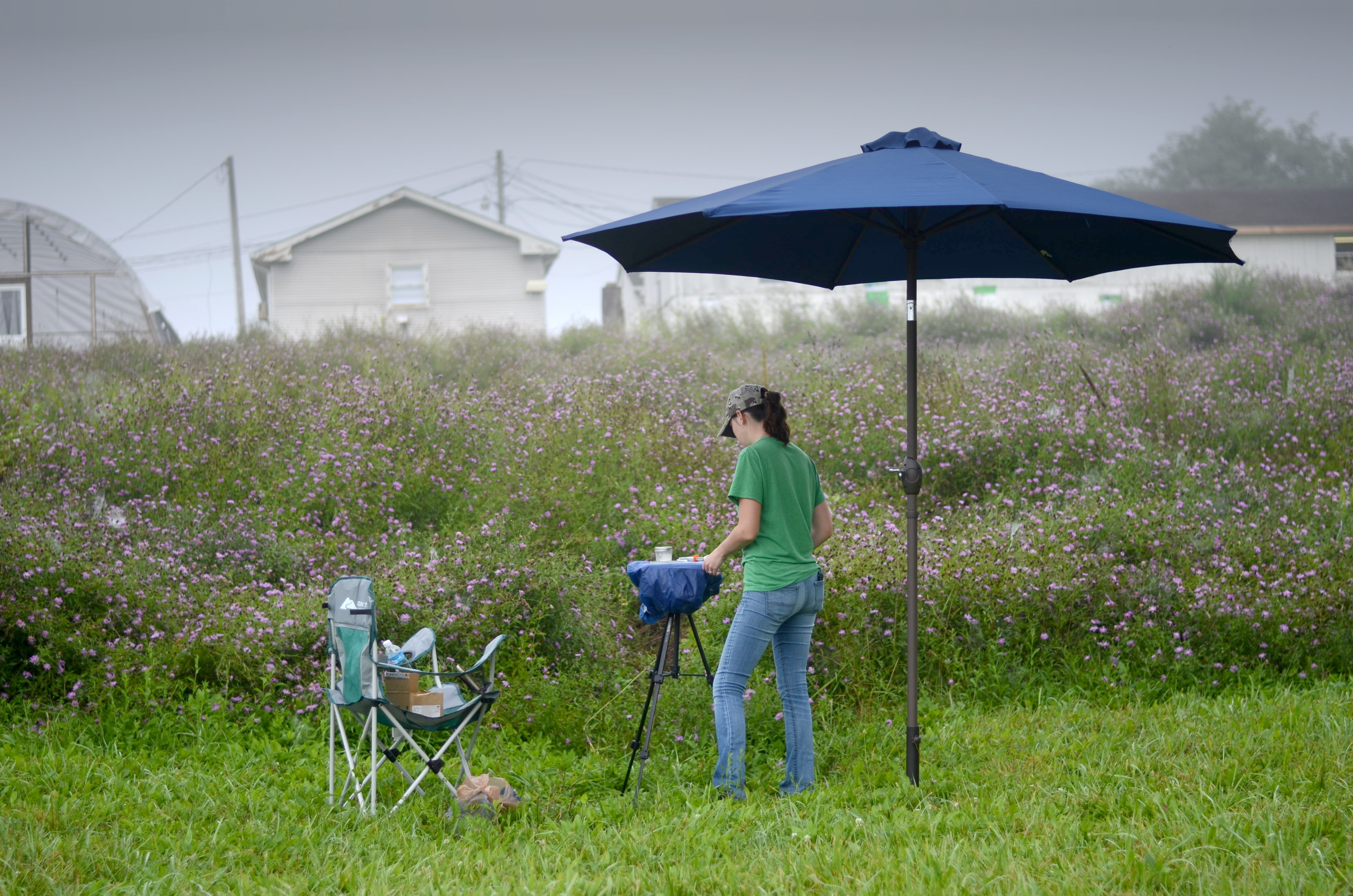 Undergraduate research assistant Bethany McKenna trains bees to a syrup feeder.