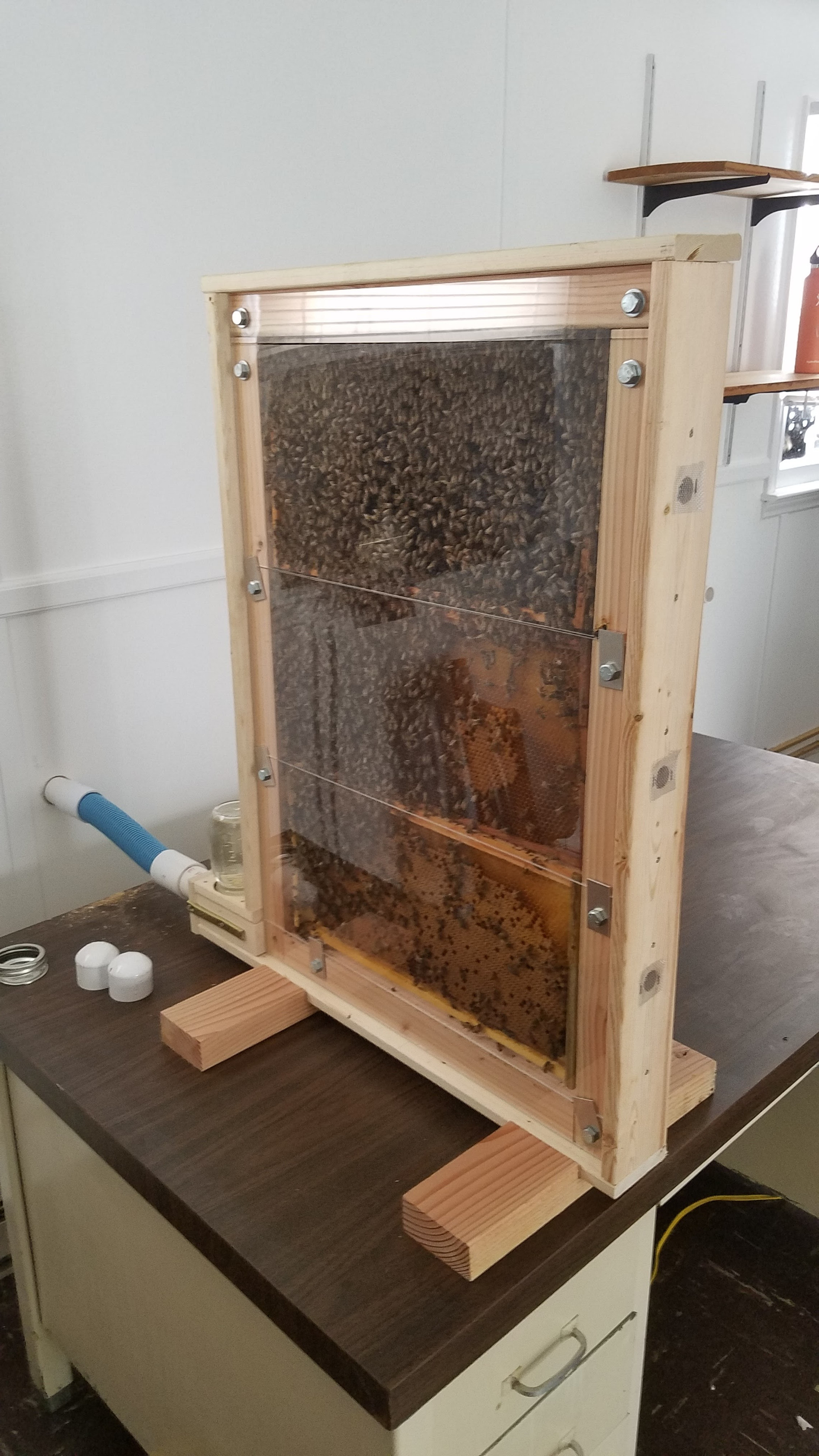 Observation hive in the lab