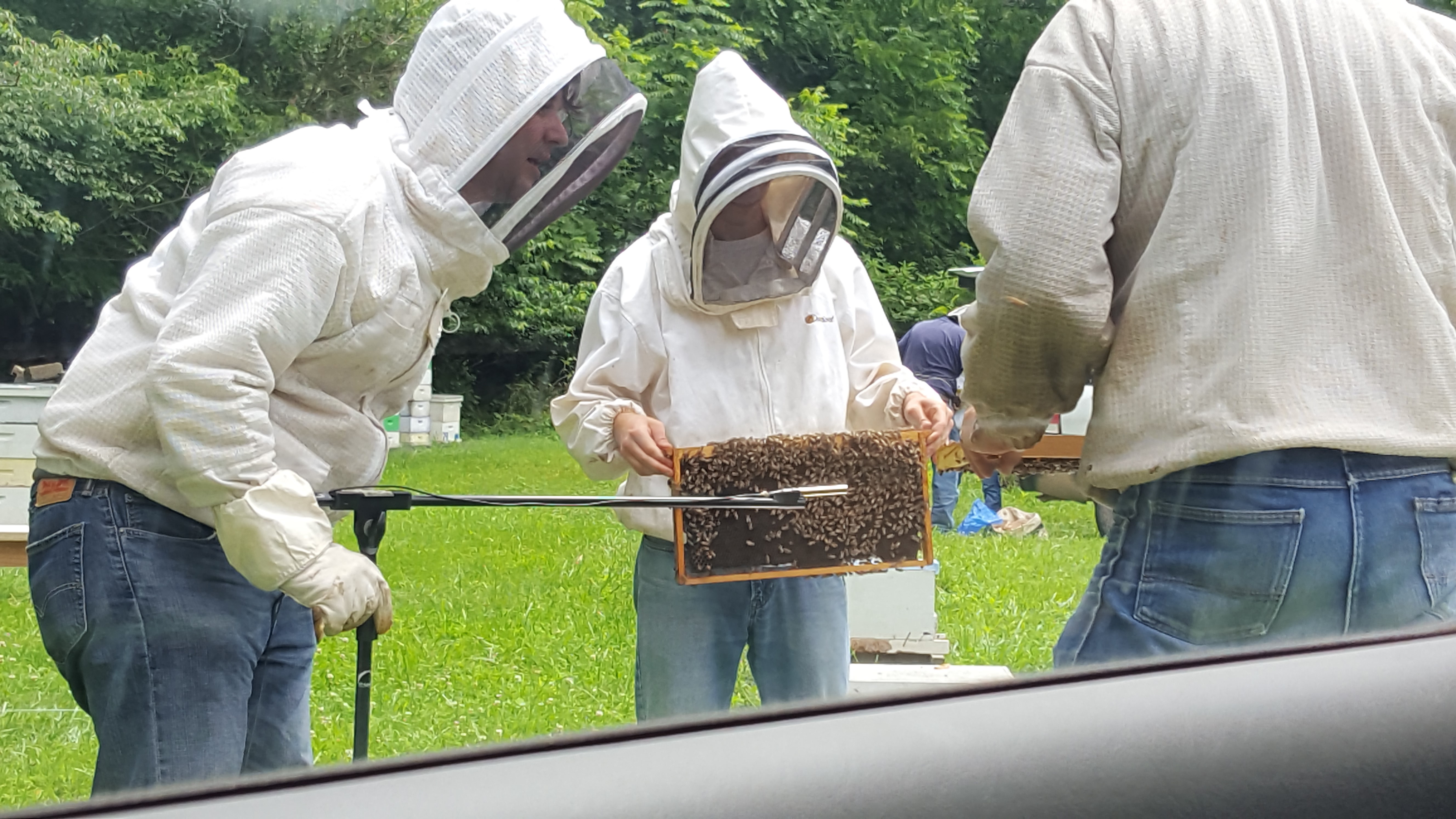 Trying to get sound recordings from dancing bees. Photo by Ricardo Burdisso.